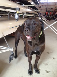 This is Emma, the boathouse dog at Wayland-Weston Crew!